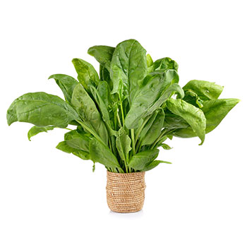 Spinach